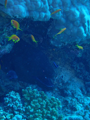 Gymnothorax javanicus
