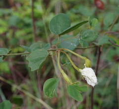 Bauhinia petersiana