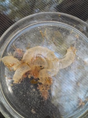 Pleurobranchaea maculata