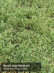 Persicaria hydropiperoides