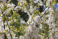 Prunus nigra