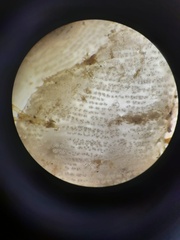 Pleurobranchaea maculata