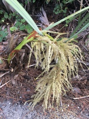 Coccothrinax argentata