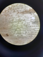 Pleurobranchaea maculata