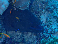Gymnothorax javanicus