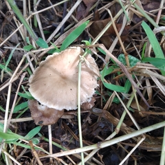 Lentinus flexipes