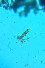 Surirella librile