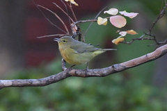 Leiothlypis celata lutescens