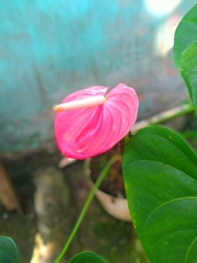 Anthurium