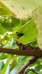 Arctiinae