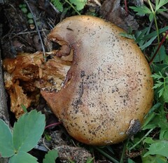 Callochroi