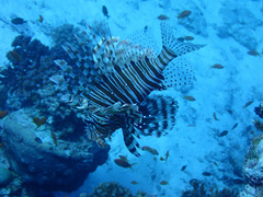 Pterois miles