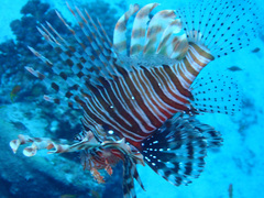 Pterois miles