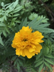 Tagetes erecta image