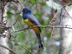 Trogon caligatus
