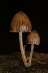 Mycena stipata