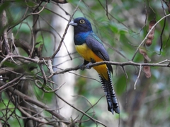 Trogon caligatus