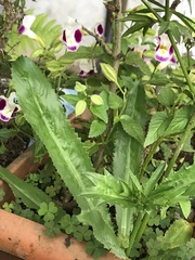 Eryngium foetidum