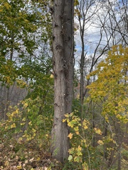 Gleditsia triacanthos triacanthos