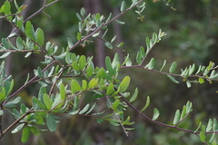 Securidaca longepedunculata