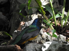 Trogon caligatus
