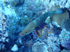 Cephalopholis miniata