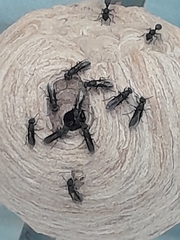 Image of Polybia ignobilis