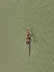 Aristotelia roseosuffusella