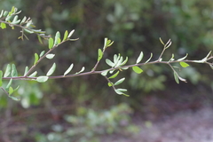 Securidaca longepedunculata