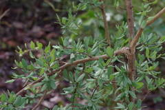 Securidaca longepedunculata