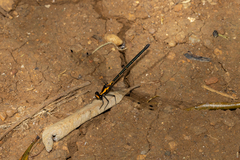 Austroargiolestes amabilis