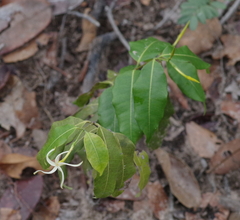 Landolphia camptoloba