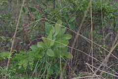 Terminalia brachystemma