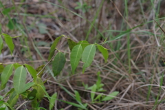 Landolphia camptoloba