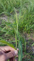 Rottboellia cochinchinensis