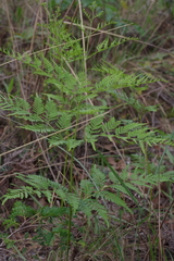 Pteridium centrali-africanum