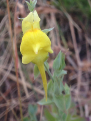 Linaria dalmatica dalmatica