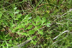 Polytaenia
