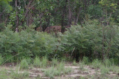 Pteridium centrali-africanum