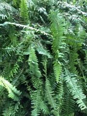 Nephrolepis exaltata