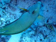 Ctenochaetus striatus