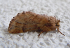 Ptilophora plumigera