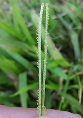 Paspalum conjugatum