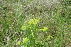 Polytaenia