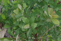 Terminalia brachystemma