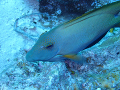 Ctenochaetus striatus