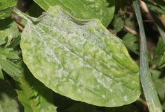 Golovinomyces sordidus