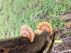 Ganoderma zonatum