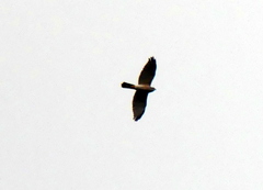 Accipiter badius