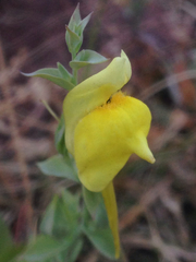 Linaria dalmatica dalmatica
